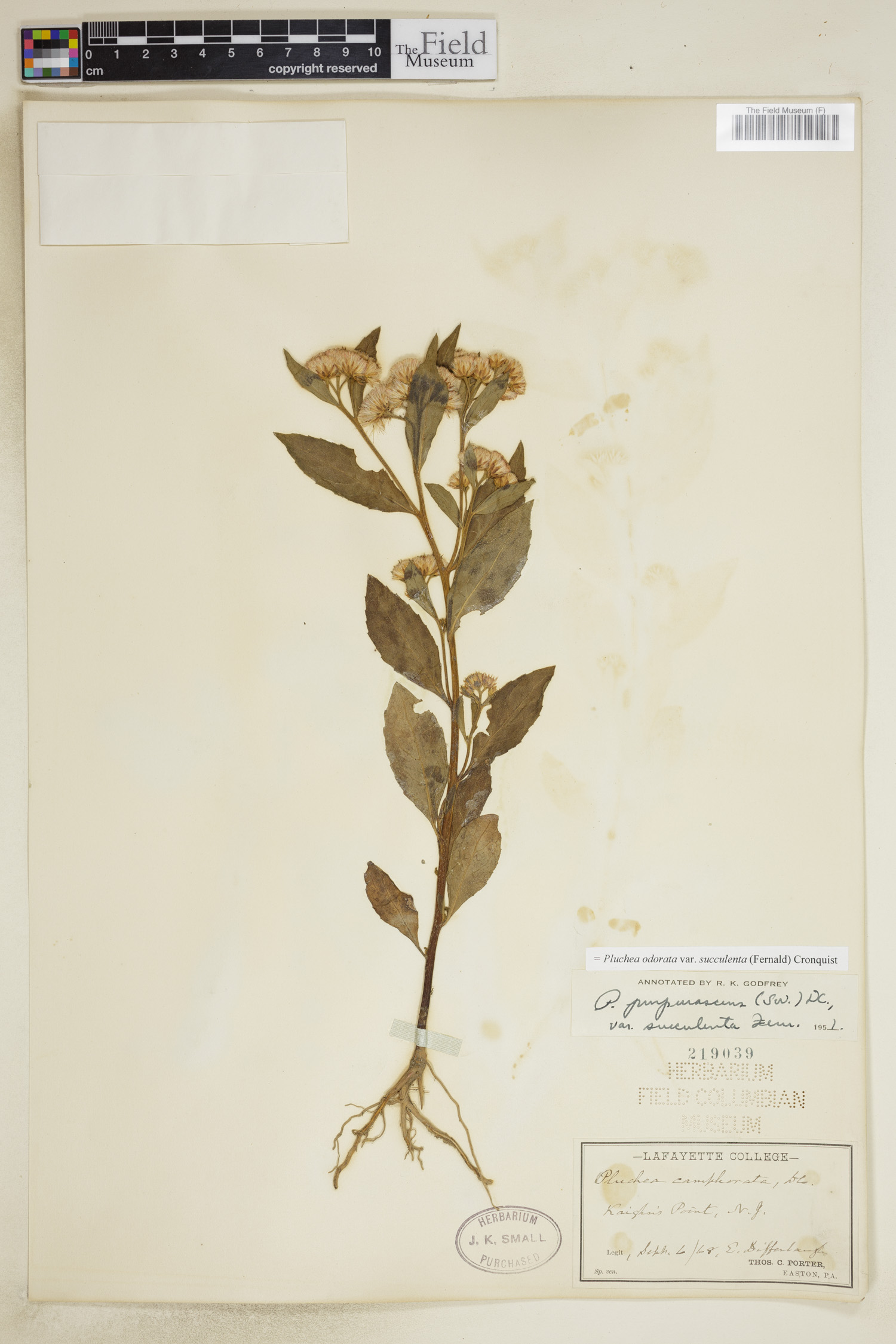 Pluchea odorata var. succulenta image