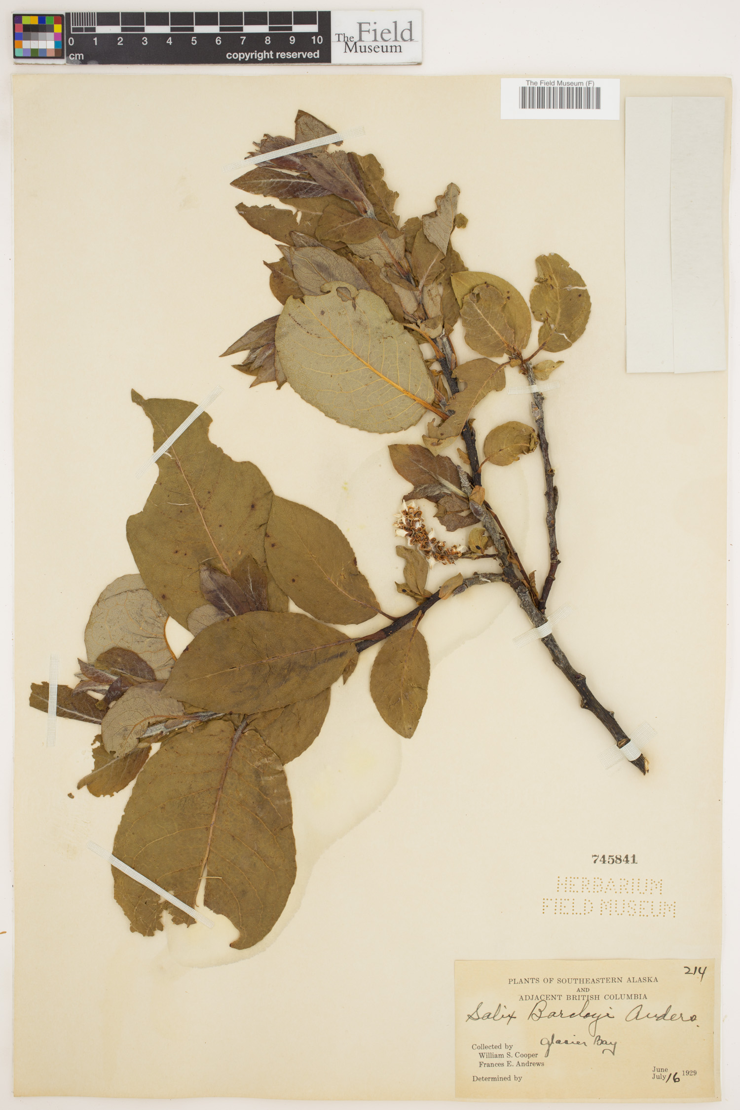 Salix barclayi image