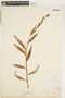 Persicaria hydropiper image