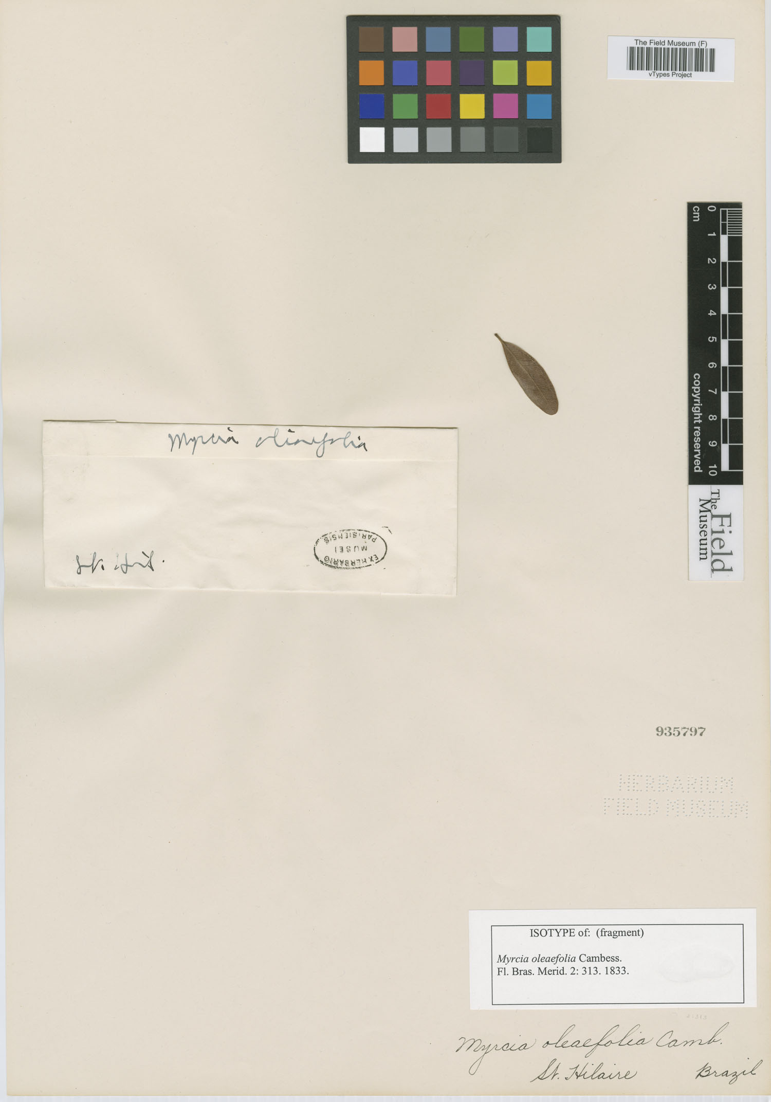 Myrcia venulosa image