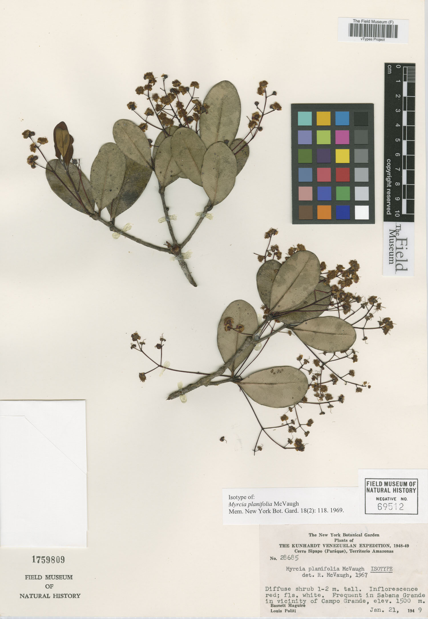Myrcia planifolia image