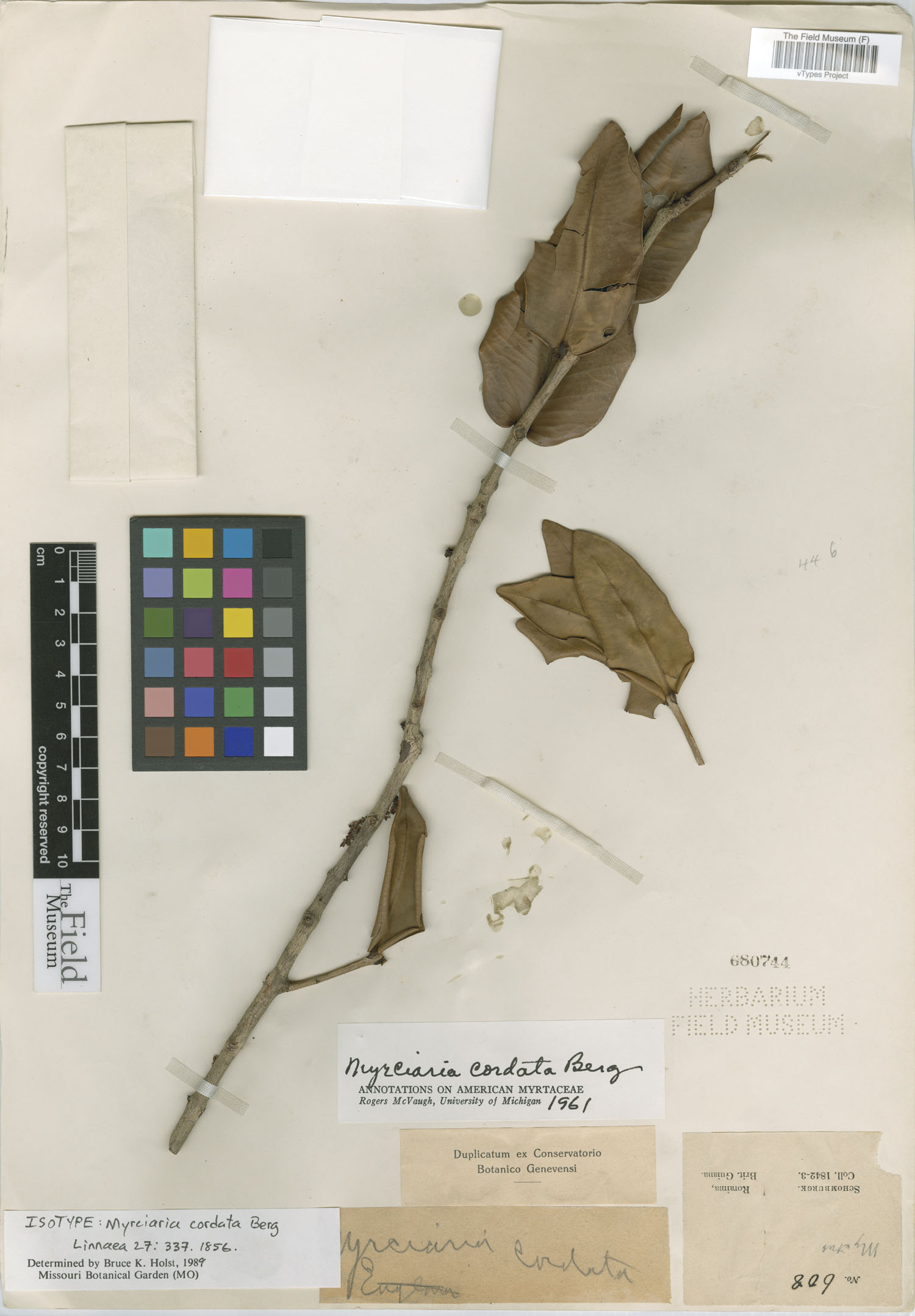 Myrciaria cordata thumbnail
