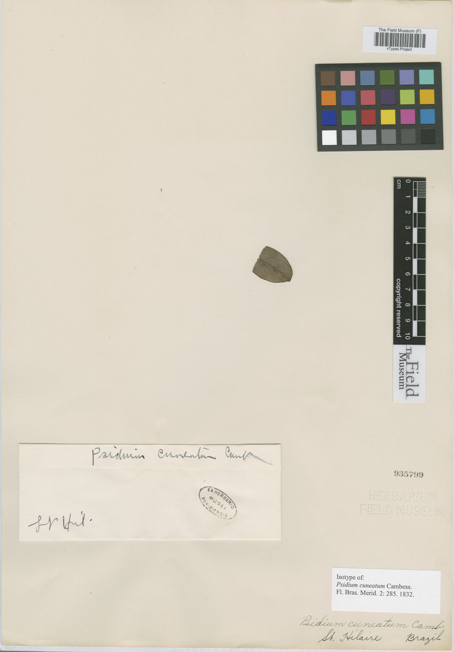 Psidium cuneatum image
