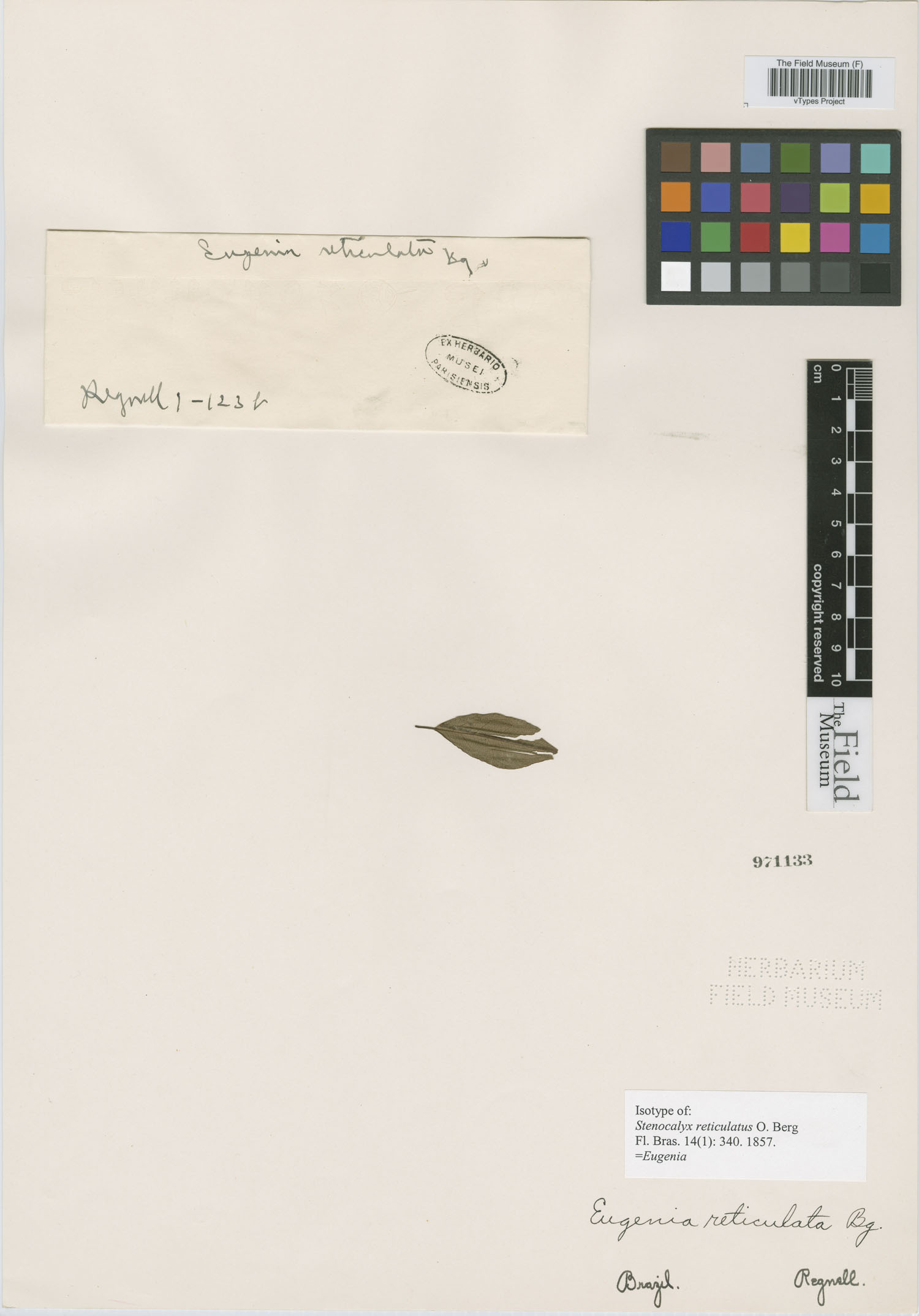 Eugenia subreticulata image