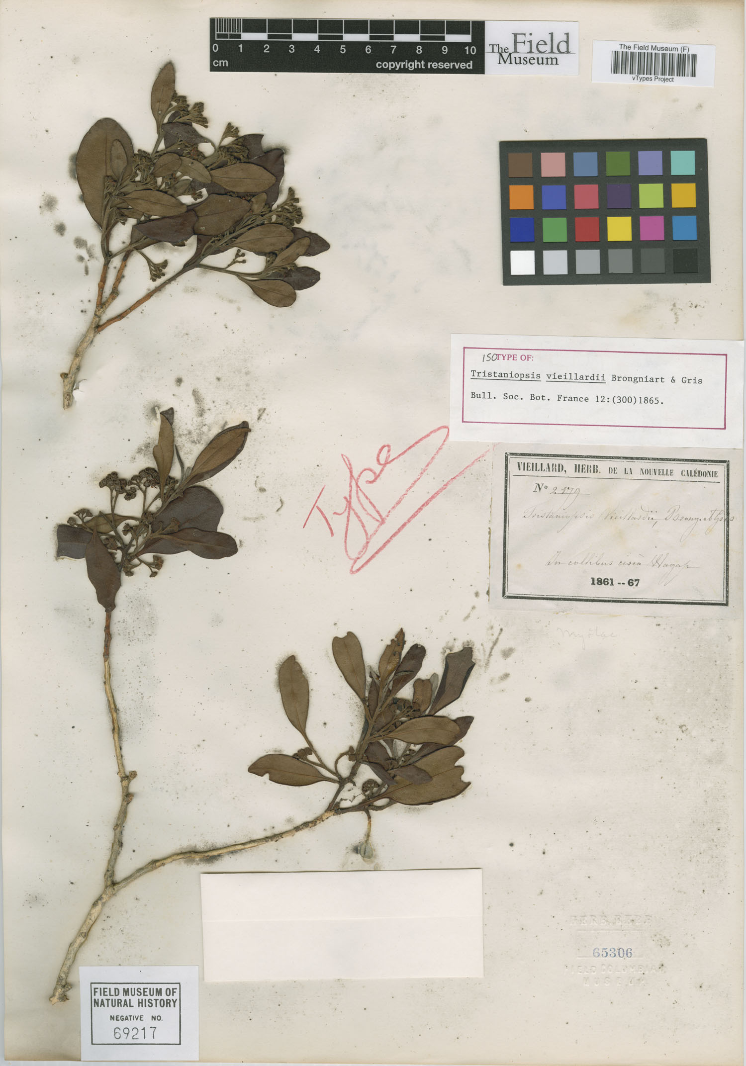 Tristaniopsis vieillardii image