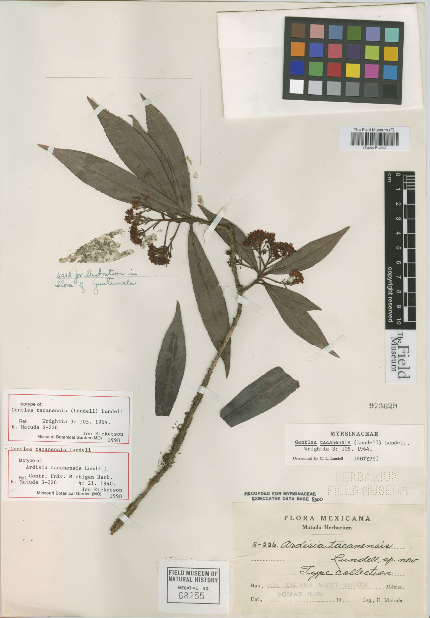 Gentlea tacanensis image