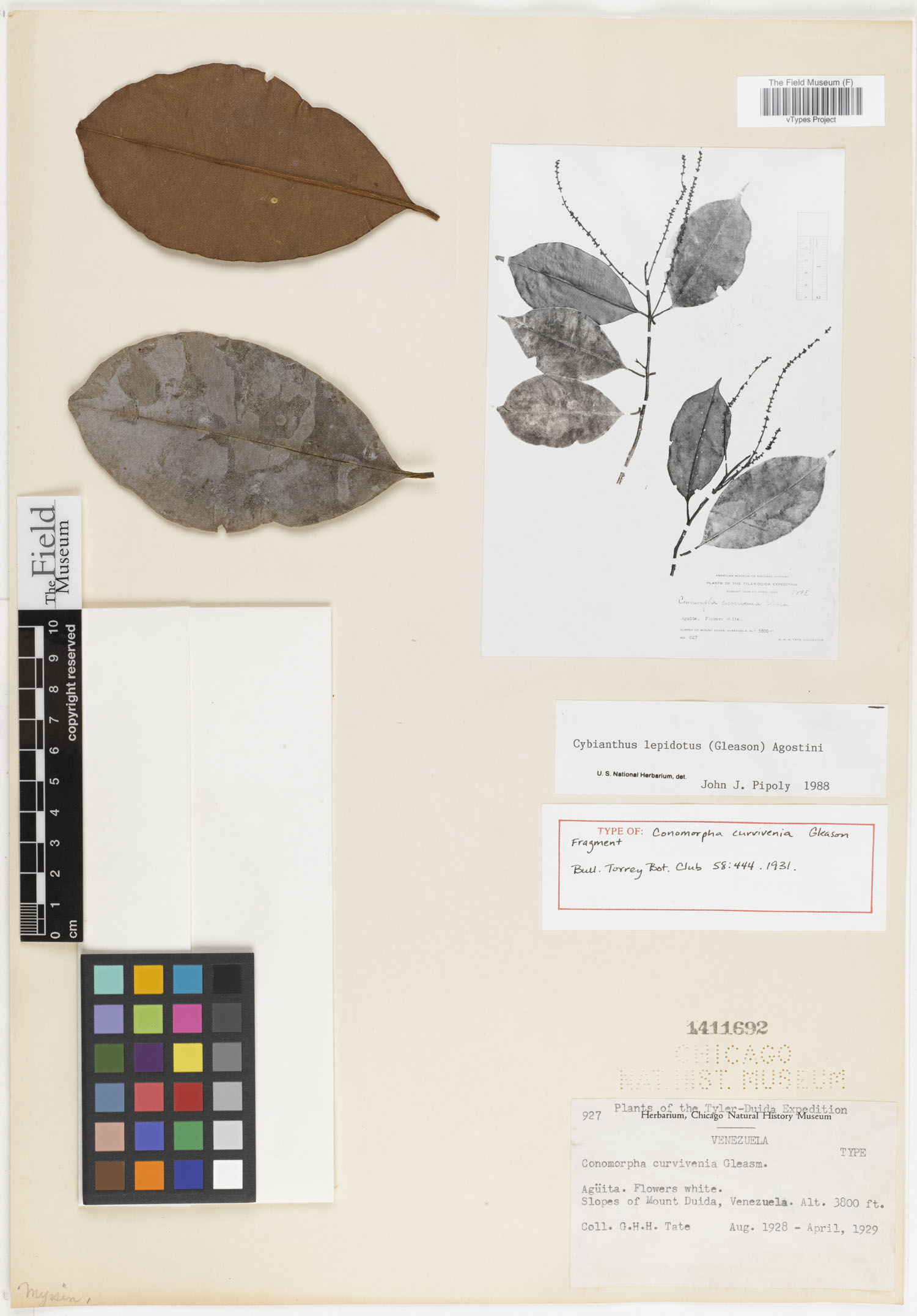 Cybianthus lepidotus image
