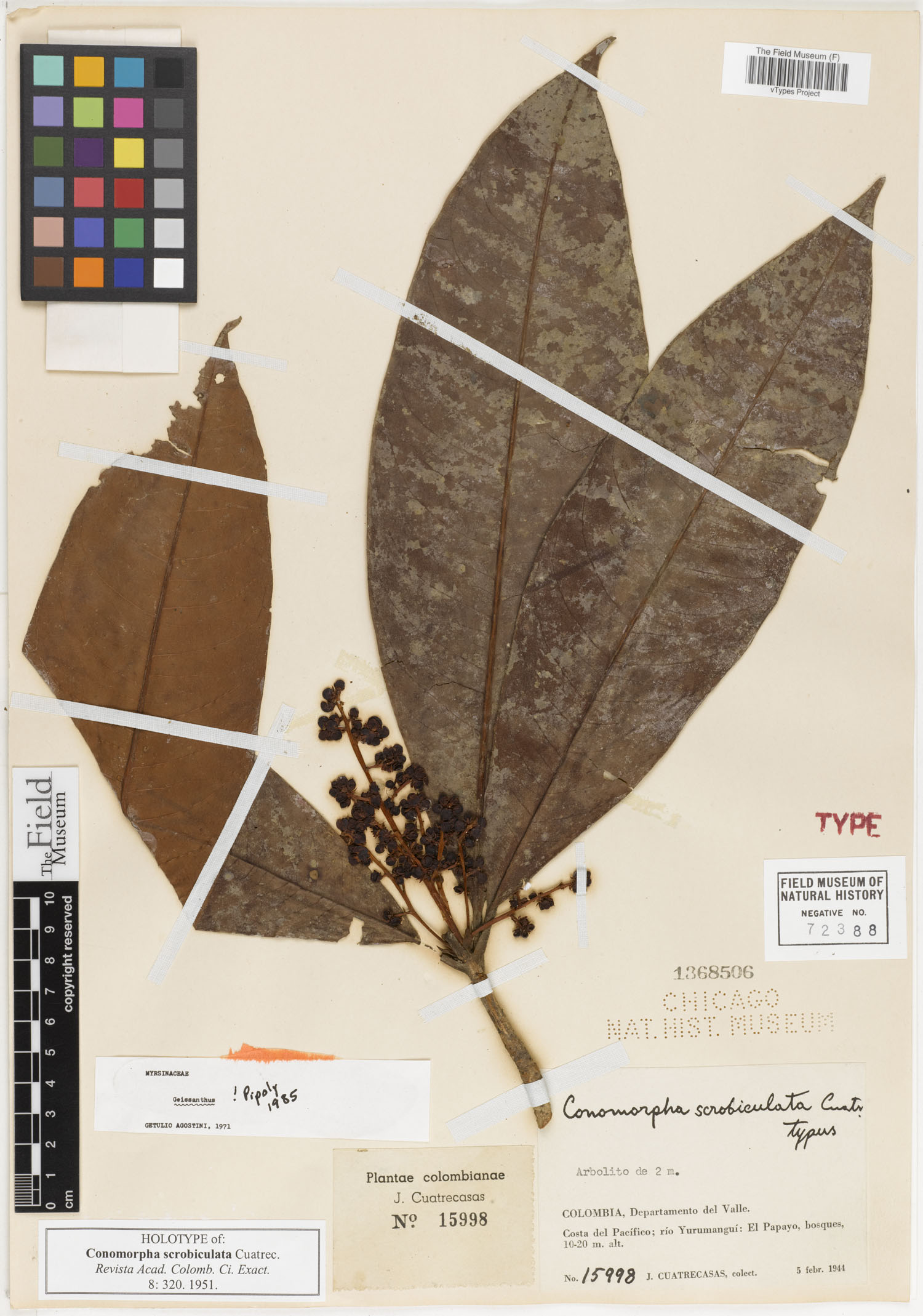 Geissanthus scrobiculatus image