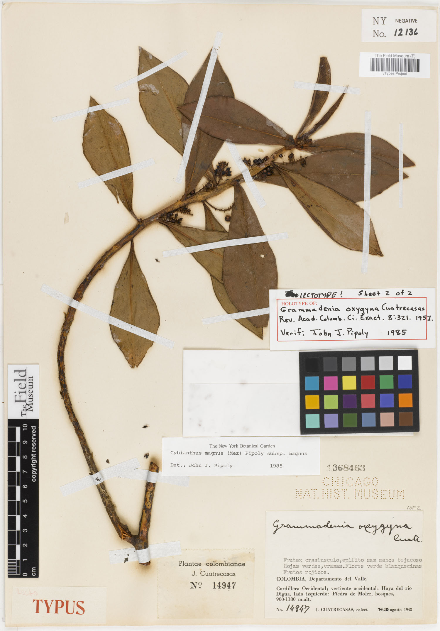 Cybianthus magnus subsp. magnus image