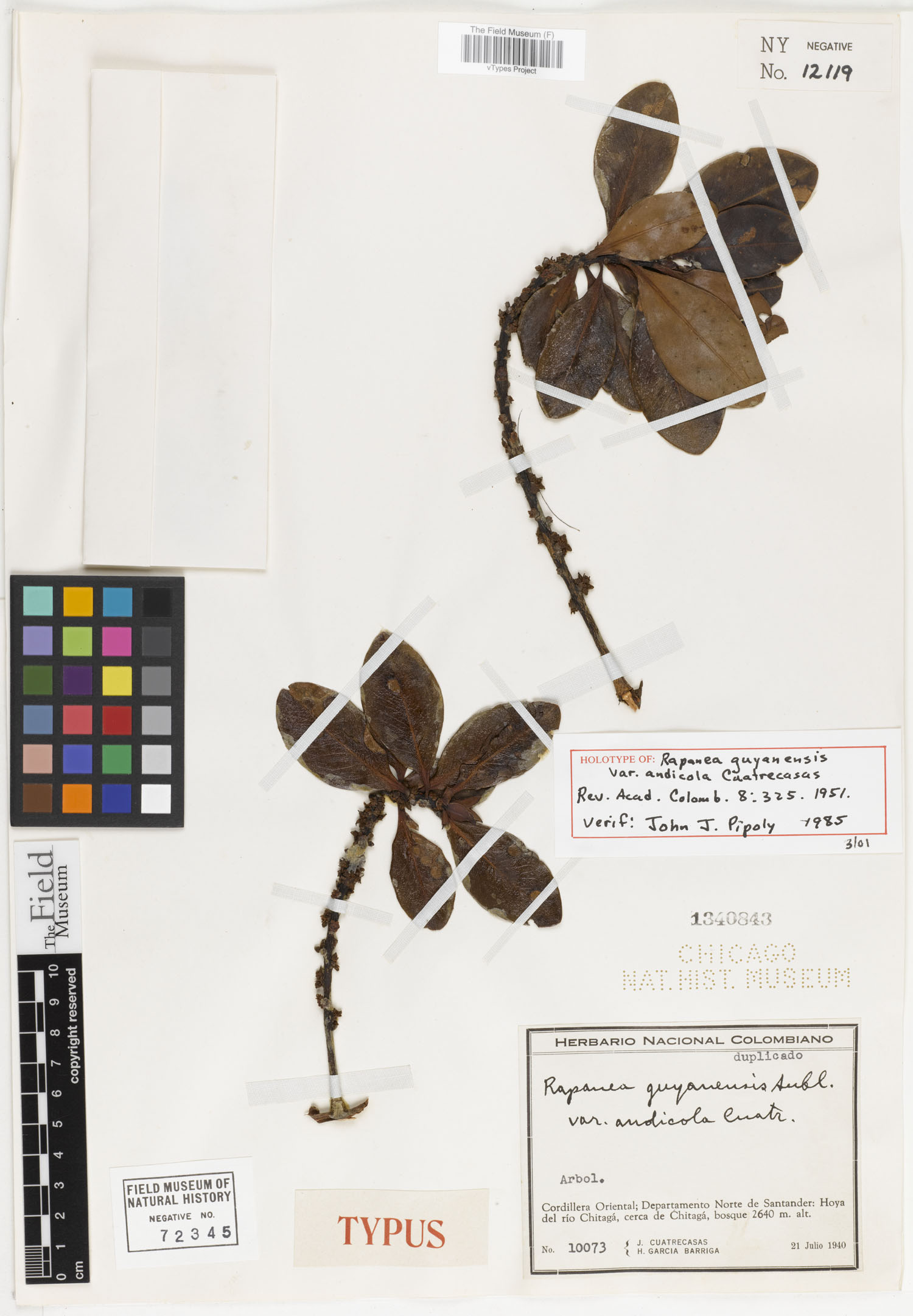 Rapanea guianensis var. andicola image