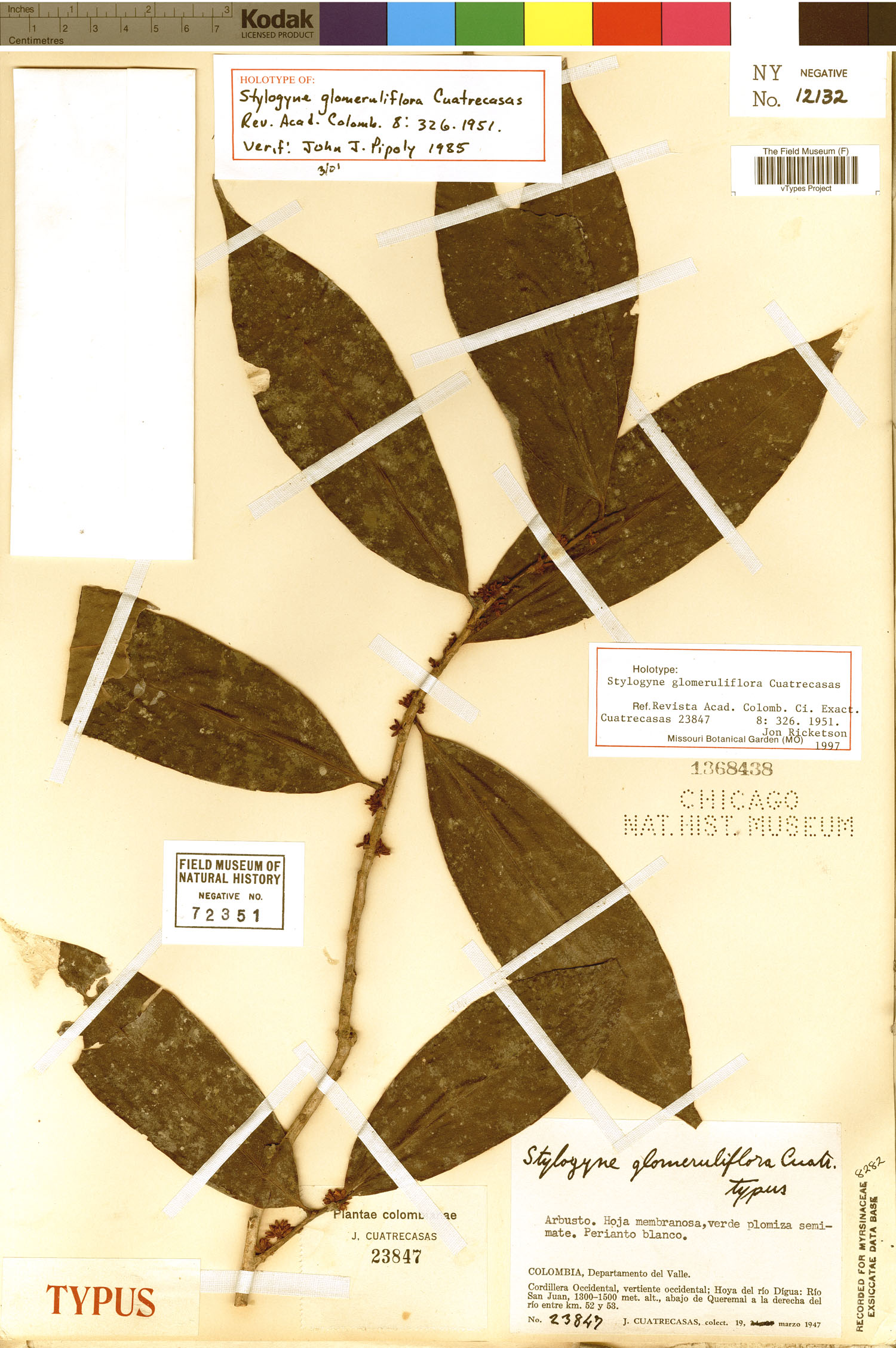 Stylogyne glomeruliflora image