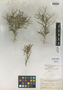 Selinocarpus purpusianus image