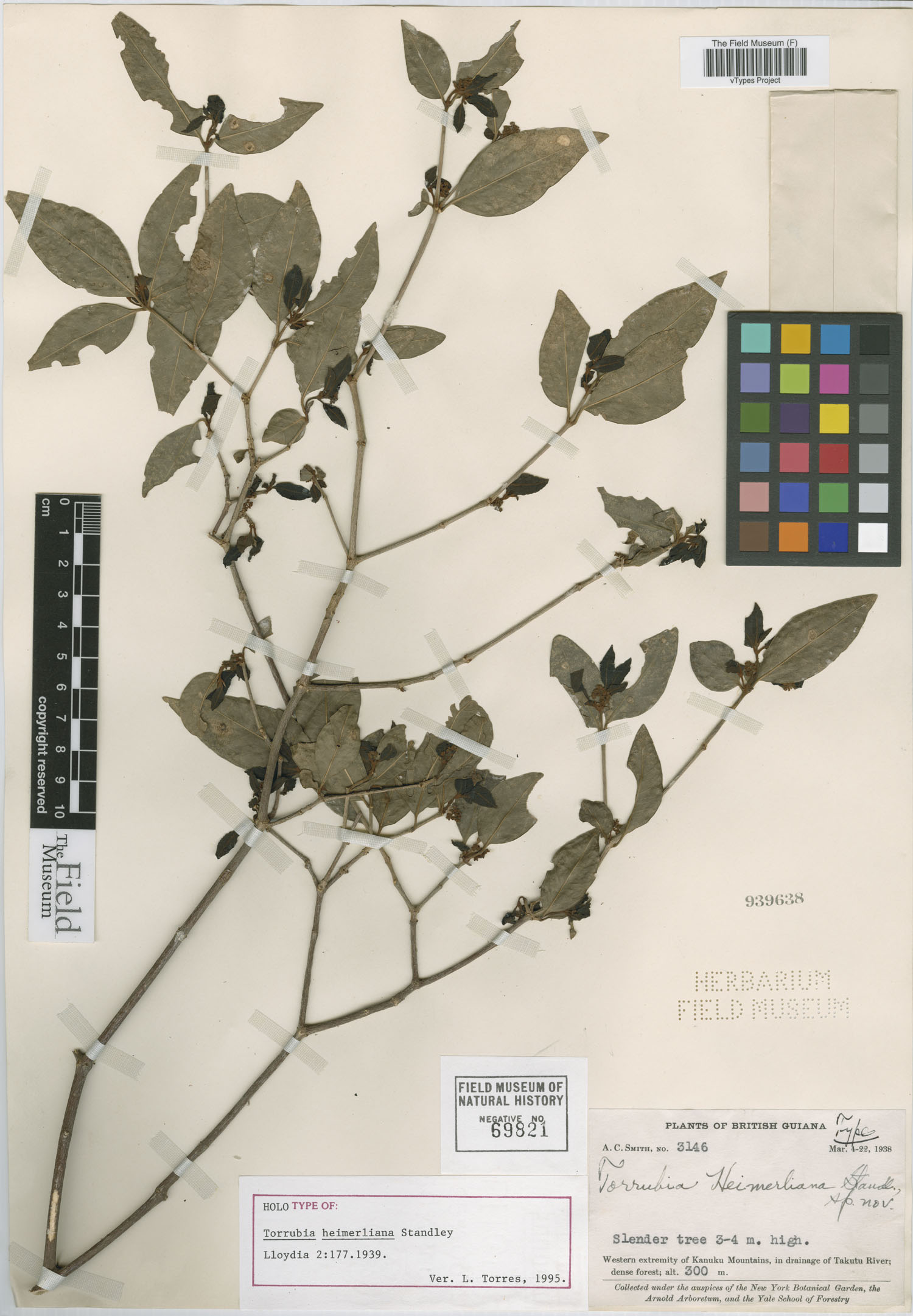 Guapira salicifolia image