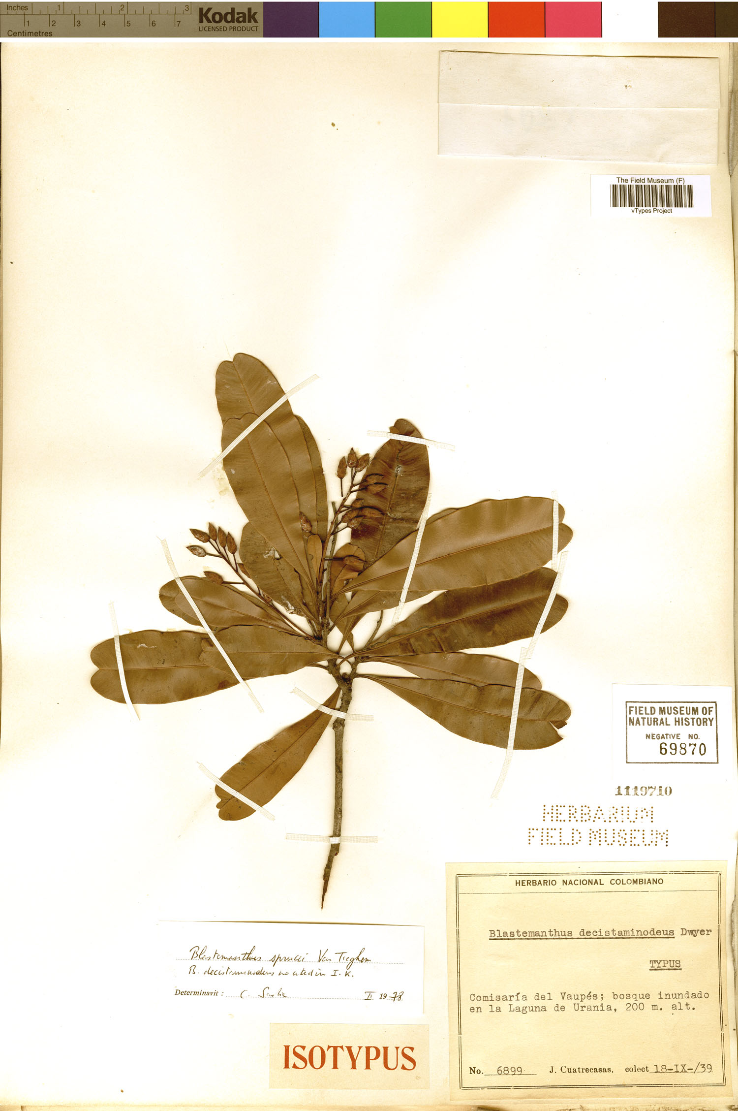 Blastemanthus grandiflorus subsp. sprucei image