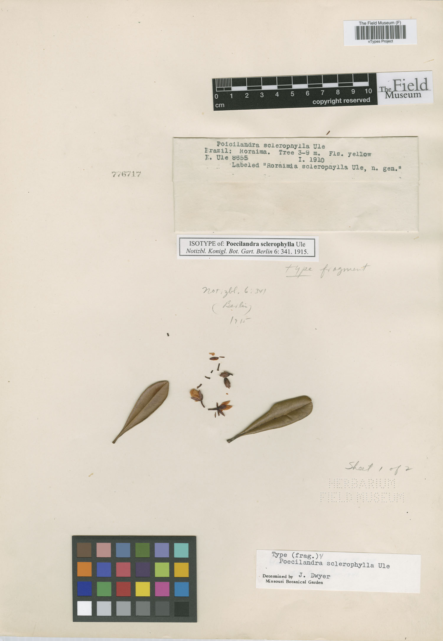 Poecilandra image