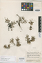 Sauvagesia longipes image
