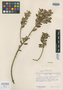 Sauvagesia nudicaulis image