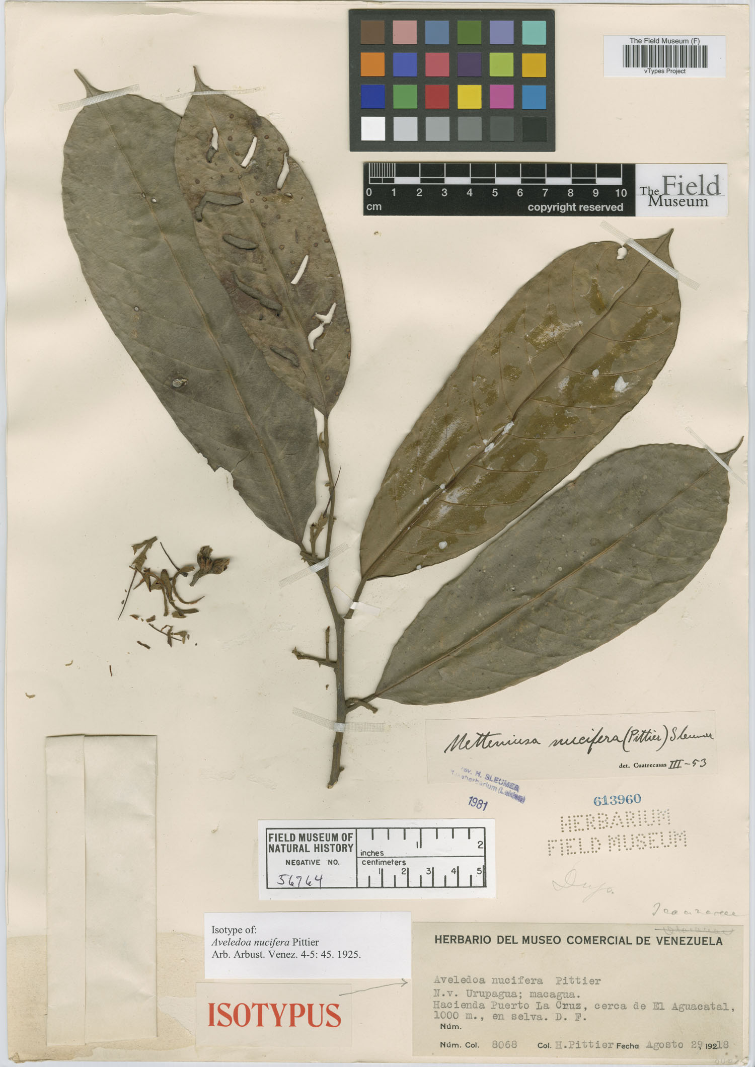 Metteniusaceae image