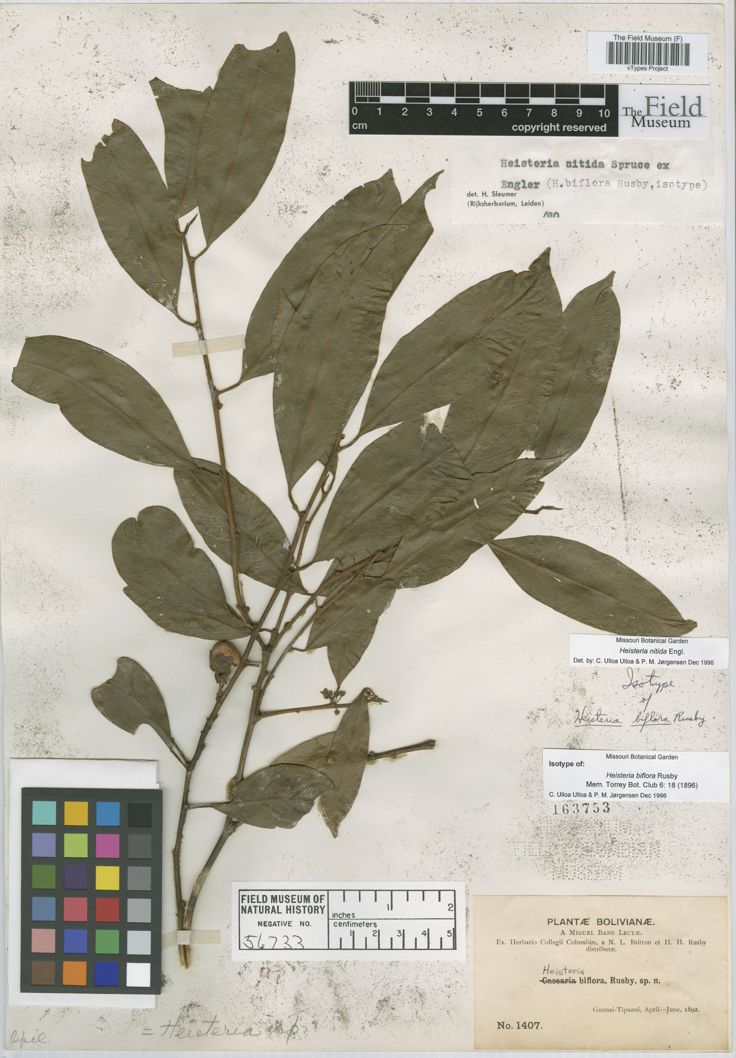 Heisteria biflora image