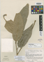 Heisteria latifolia image
