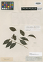 Dulacia inopiflora image