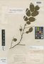 Dulacia pauciflora image
