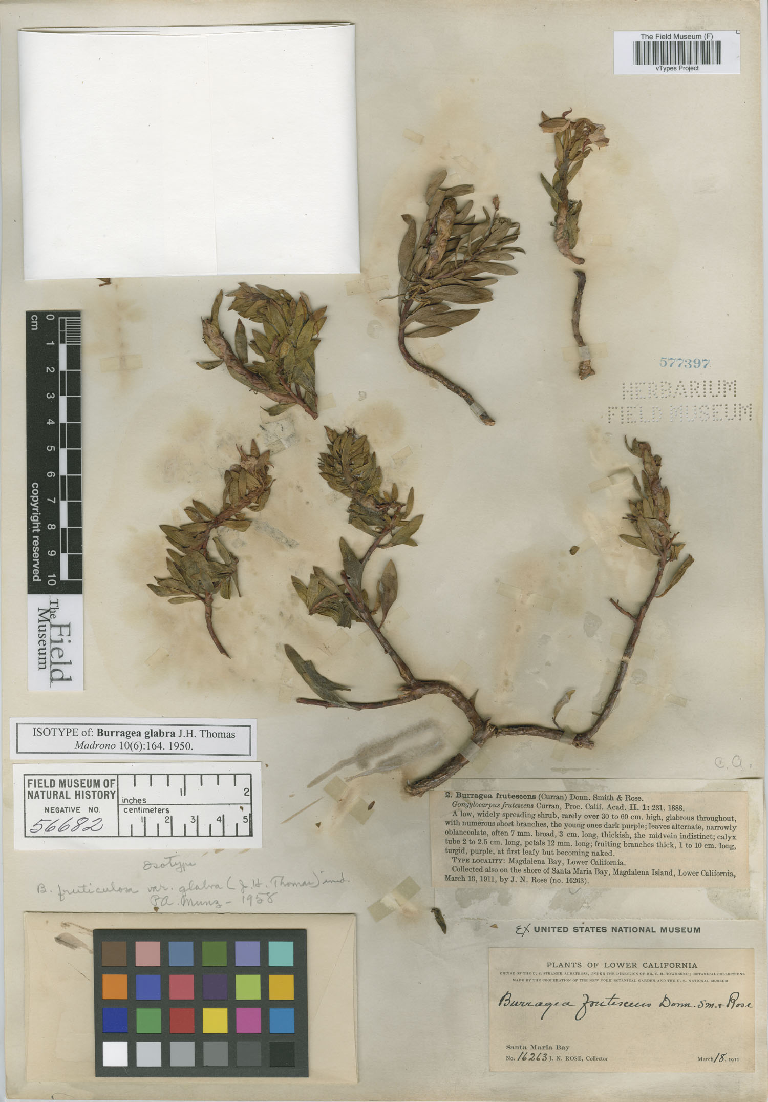 Gongylocarpus fruticulosus image