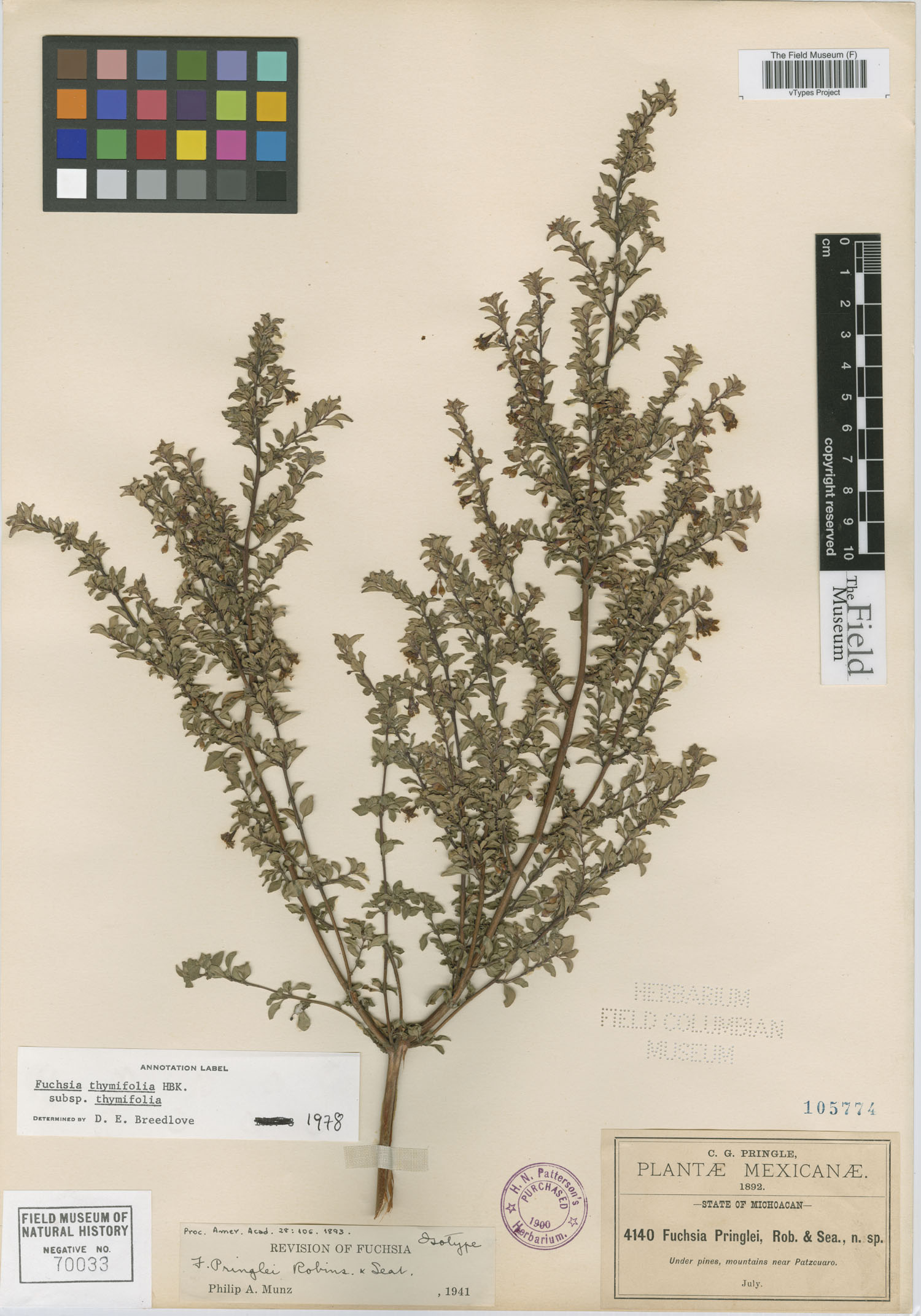 Fuchsia pringlei image