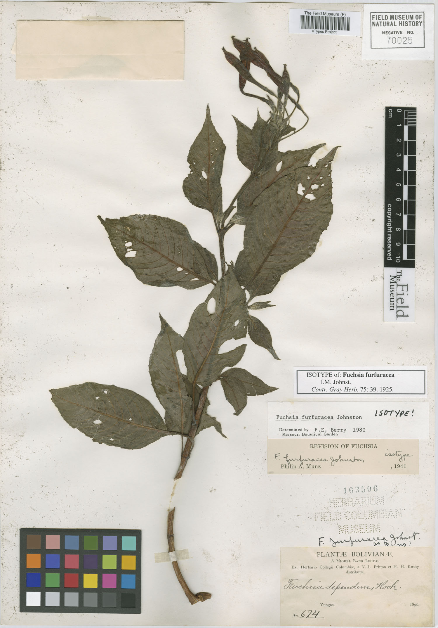 Fuchsia furfuracea image