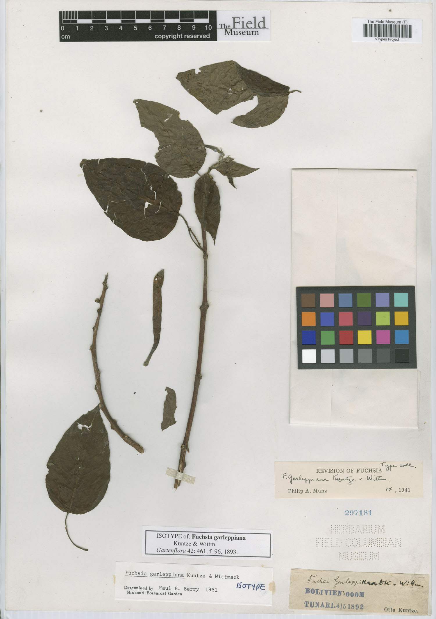 Fuchsia garleppiana image
