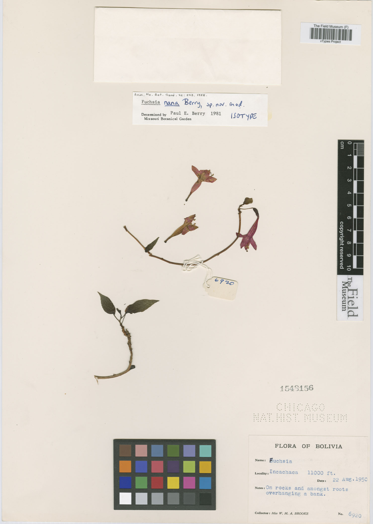 Fuchsia nana image