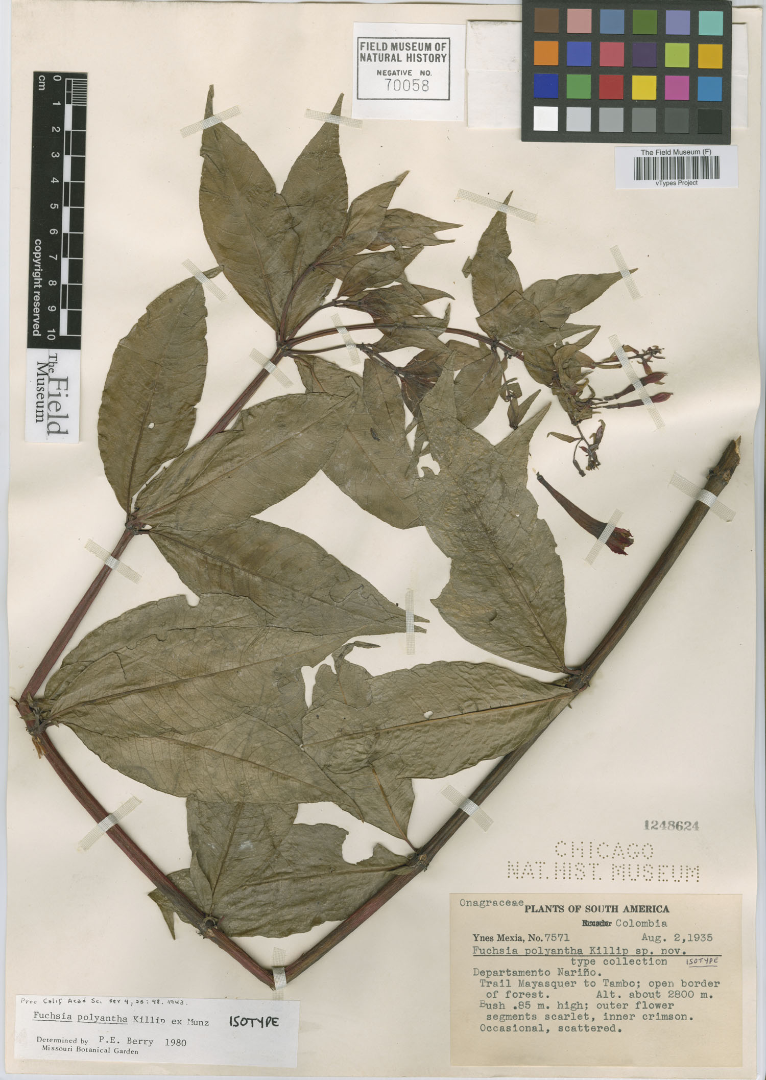 Fuchsia polyantha image