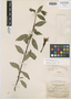 Fuchsia petiolaris image