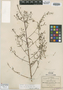 Lopezia racemosa subsp. racemosa image