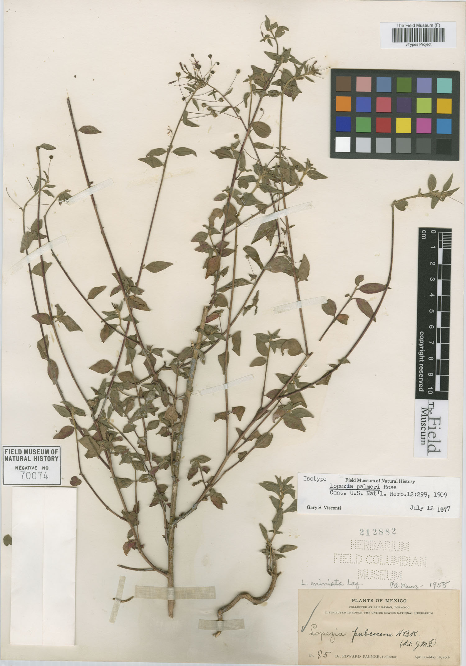 Lopezia miniata subsp. miniata image