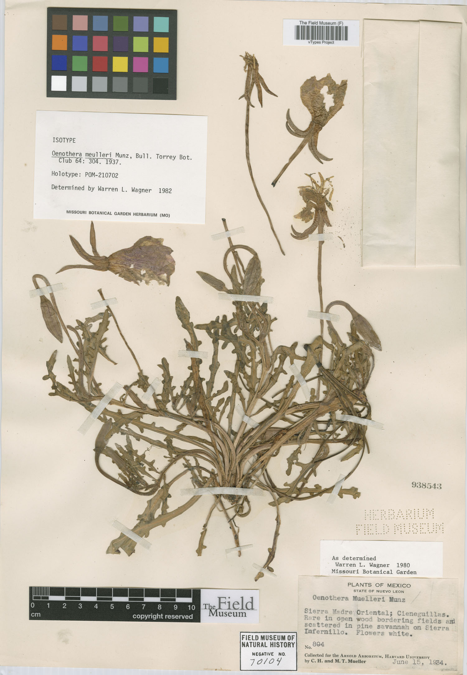Oenothera muelleri image