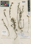 Oenothera tenella image