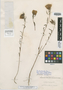 Oenothera tenuifolia image