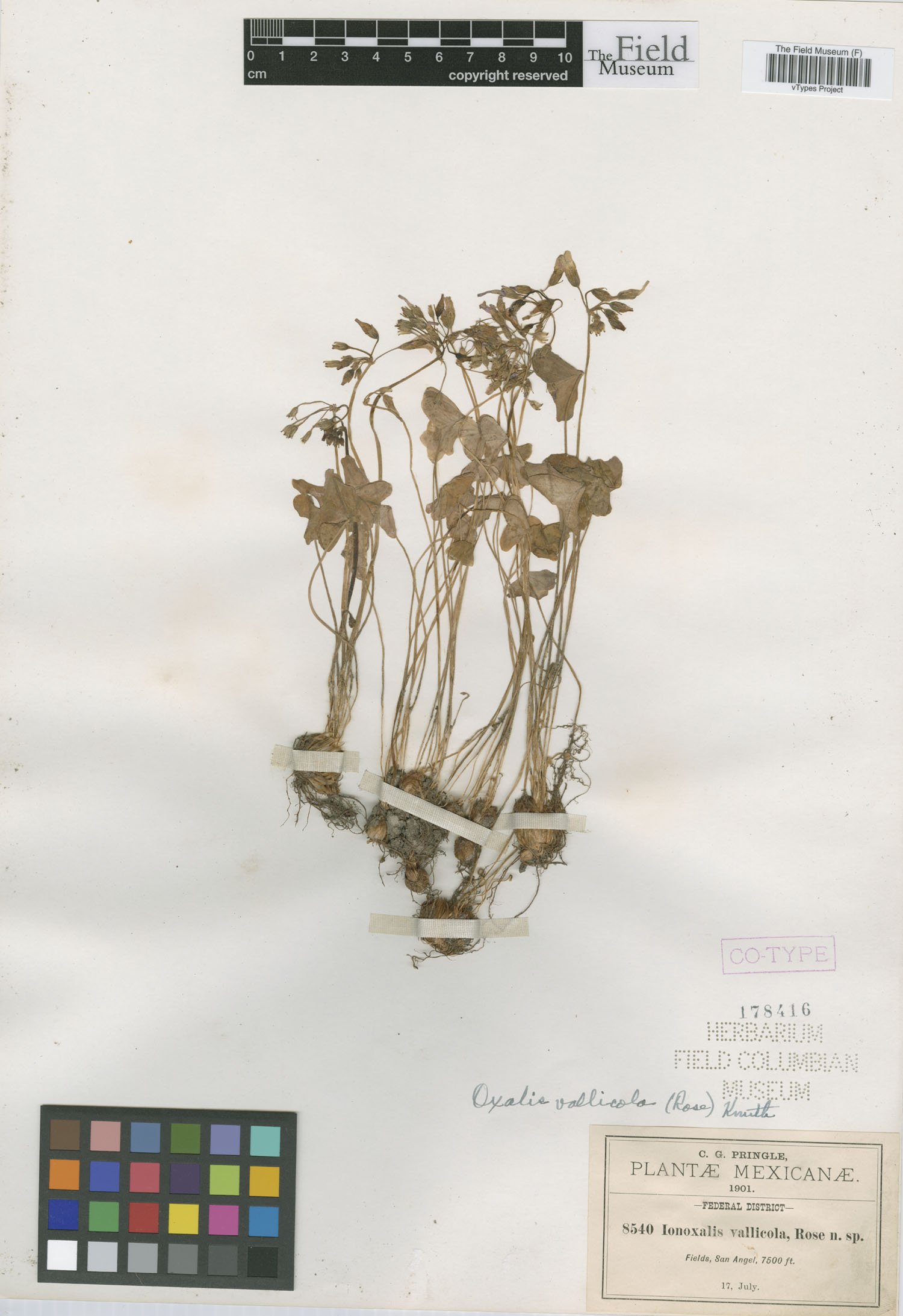 Oxalis latifolia subsp. latifolia image