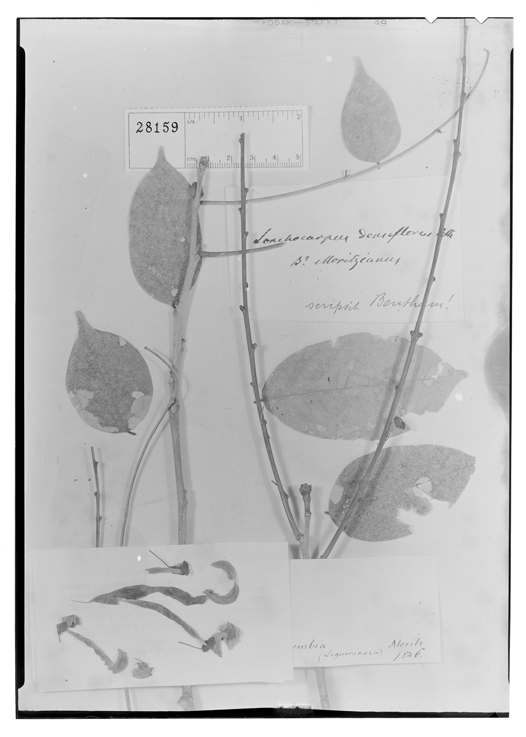 Lonchocarpus densiflorus var. moritzianus image