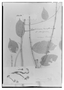 Lonchocarpus densiflorus image