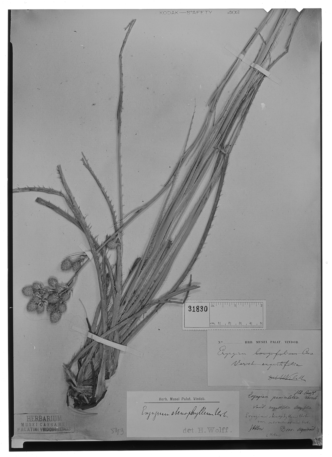 Eryngium stenophyllum image