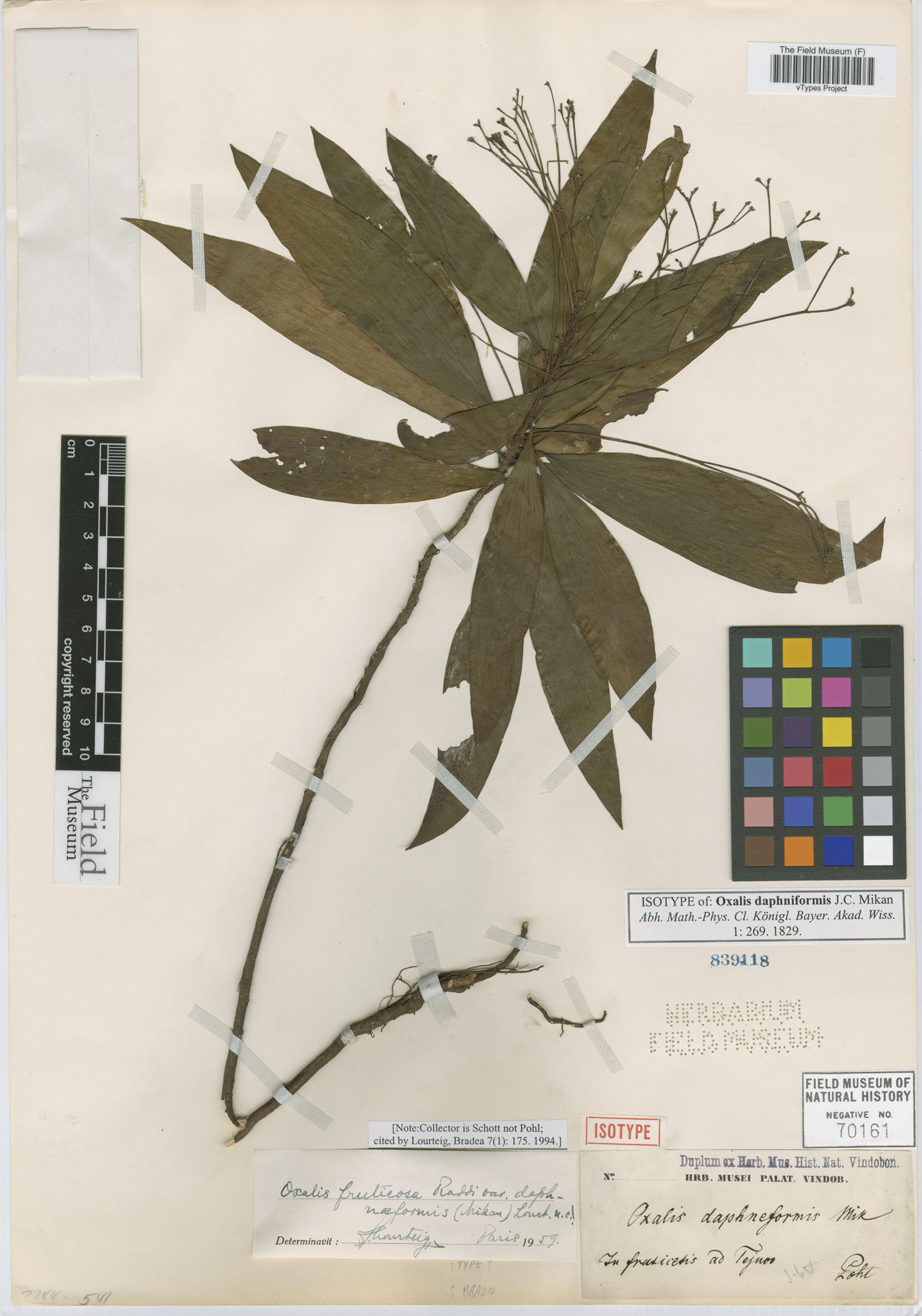 Oxalis fruticosa subsp. daphniformis image