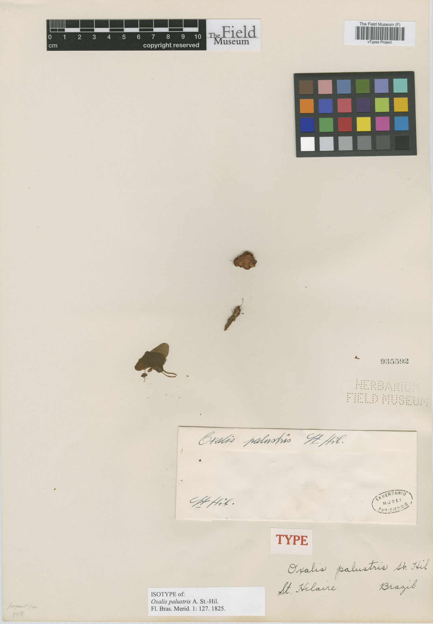 Oxalis triangularis subsp. papilionacea image
