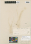 Oxalis trichocalyx image
