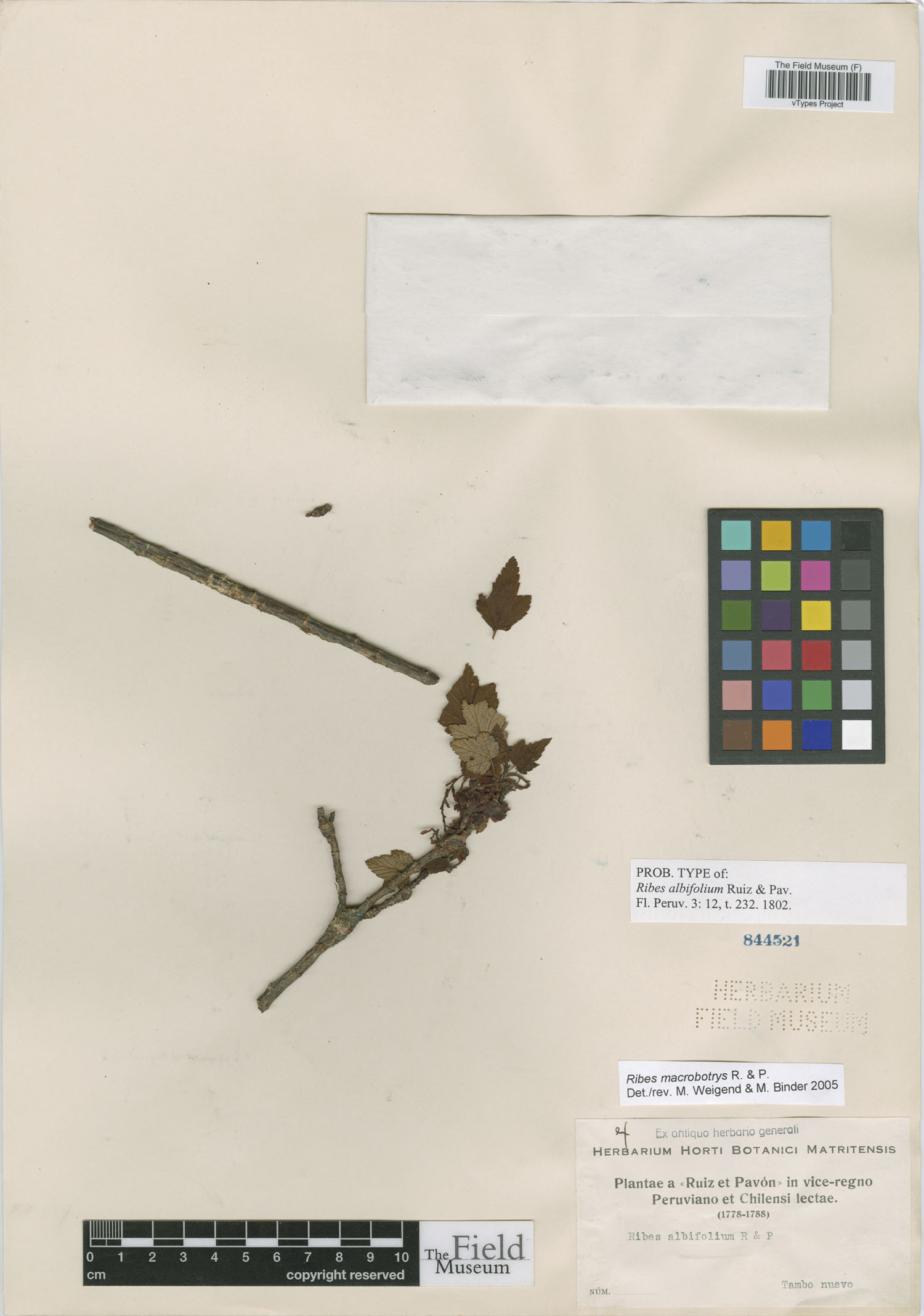 Ribes albifolium image