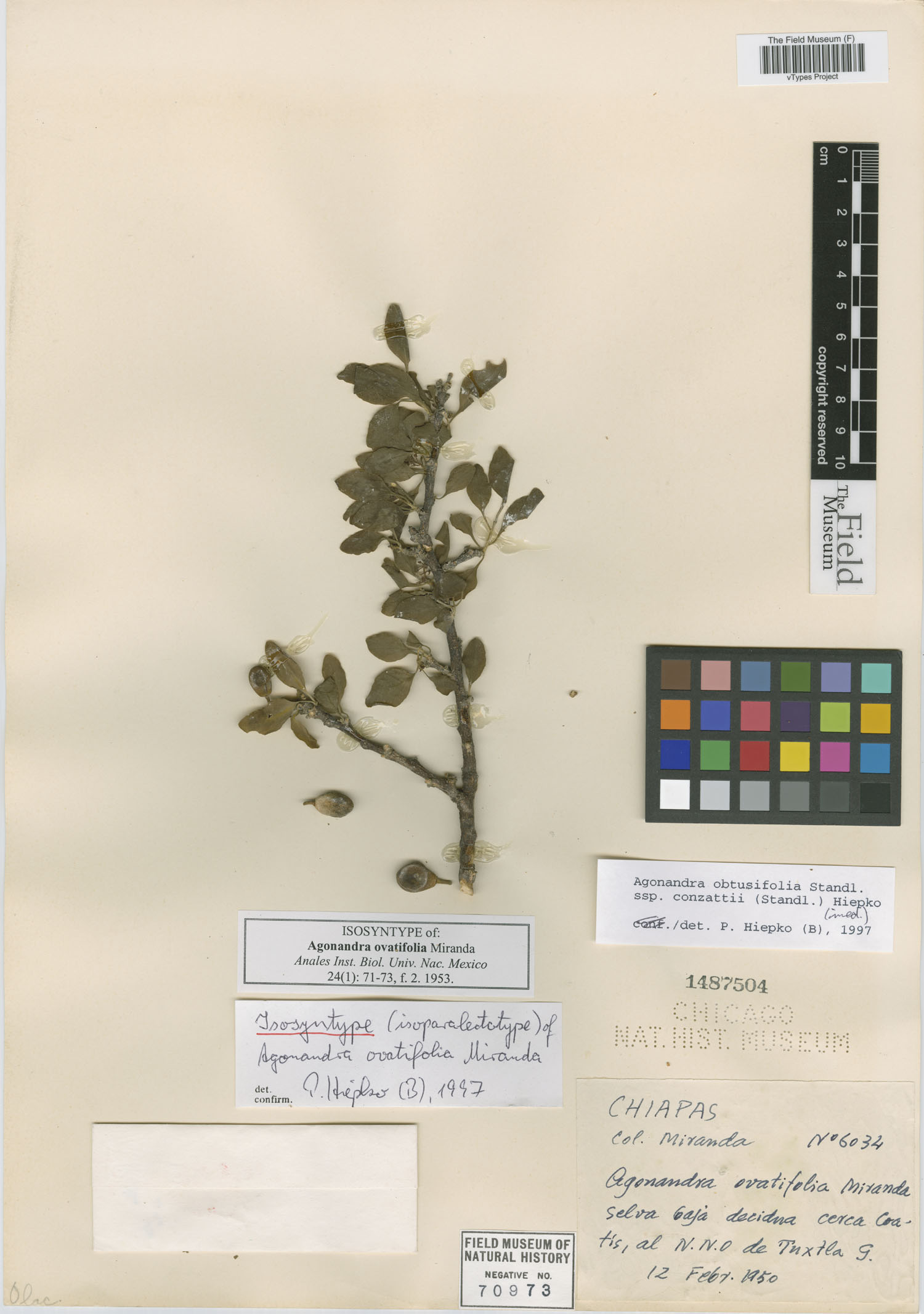 Agonandra ovatifolia image
