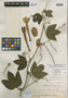 Passiflora hieronymi image
