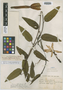 Passiflora leptomischa image