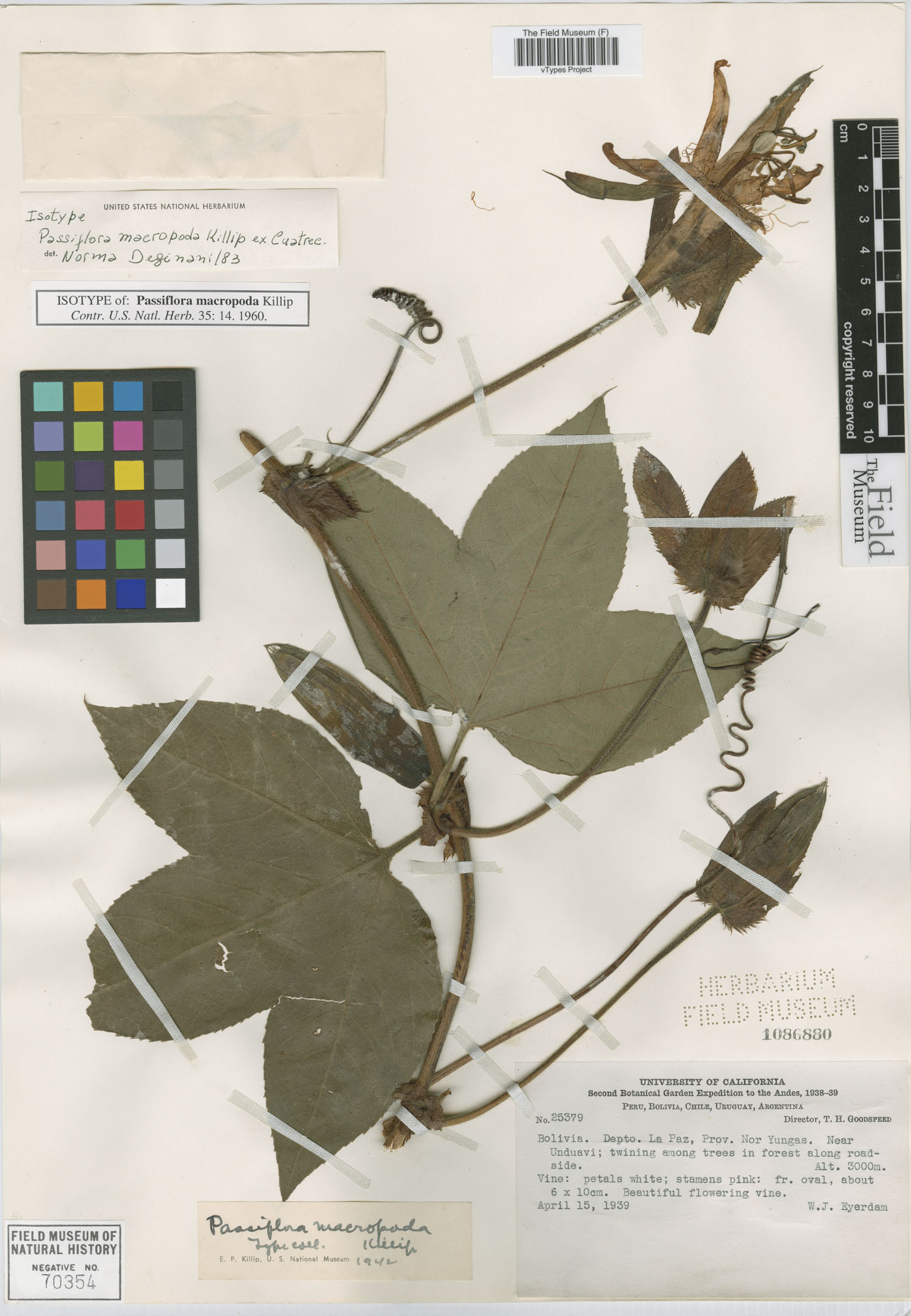 Passiflora macropoda image